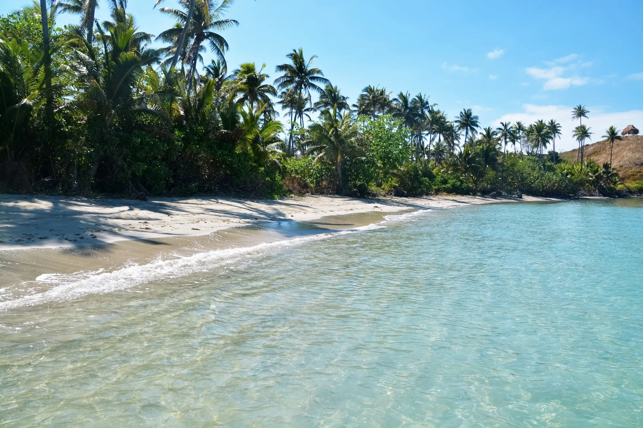 Quiet tropical shoreline with clear water and palms