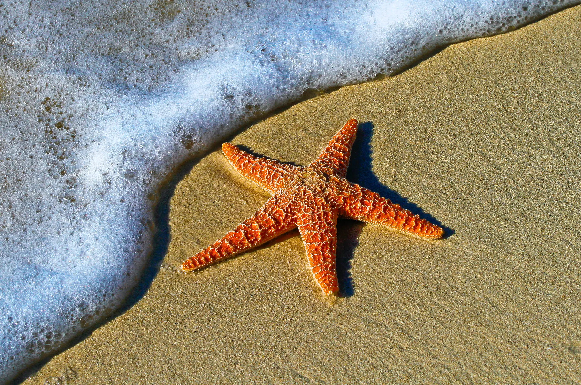 Orange starfish beside the surf on a sunny beach